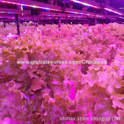 LED Grow Light for Vegetables/Fruits, Nursery Plants Growing in Indoor Garden/Urban Farm, Greenhouse